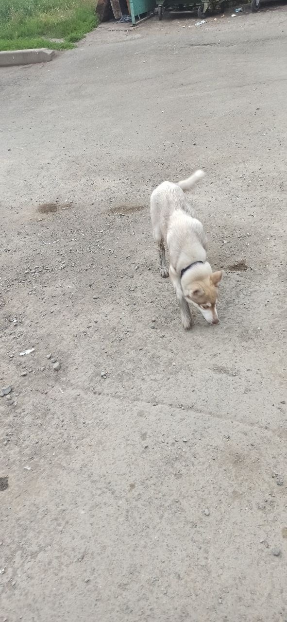 Найдена собака в Кемерове — фото объявления