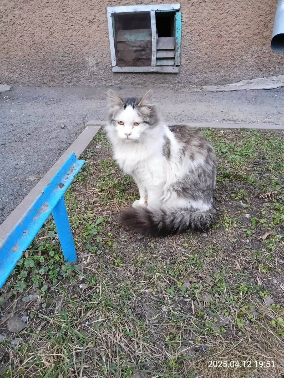 Пропала кошка в Кемерове — фото объявления