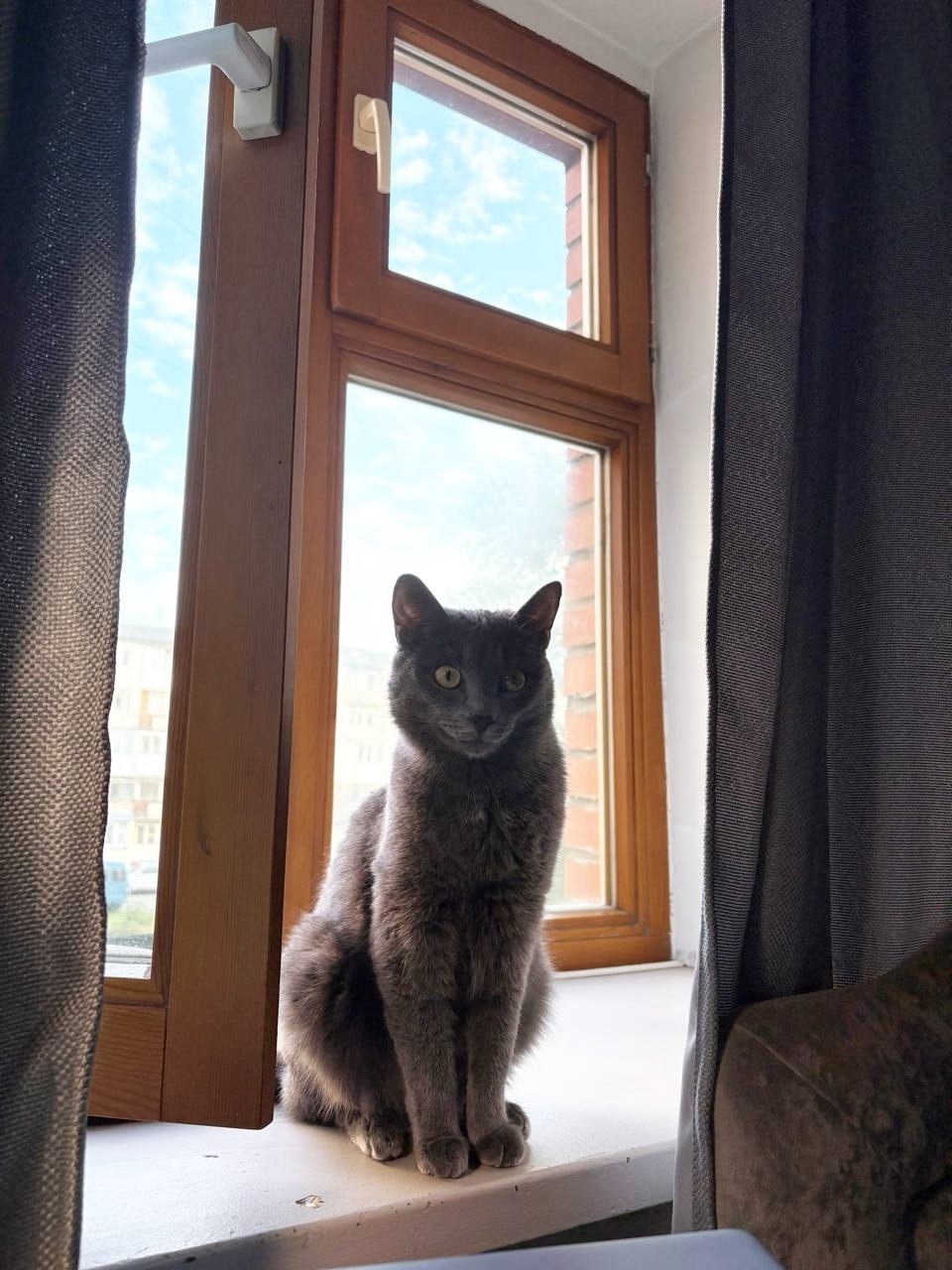 Пропала кошка в Кемерове — фото объявления