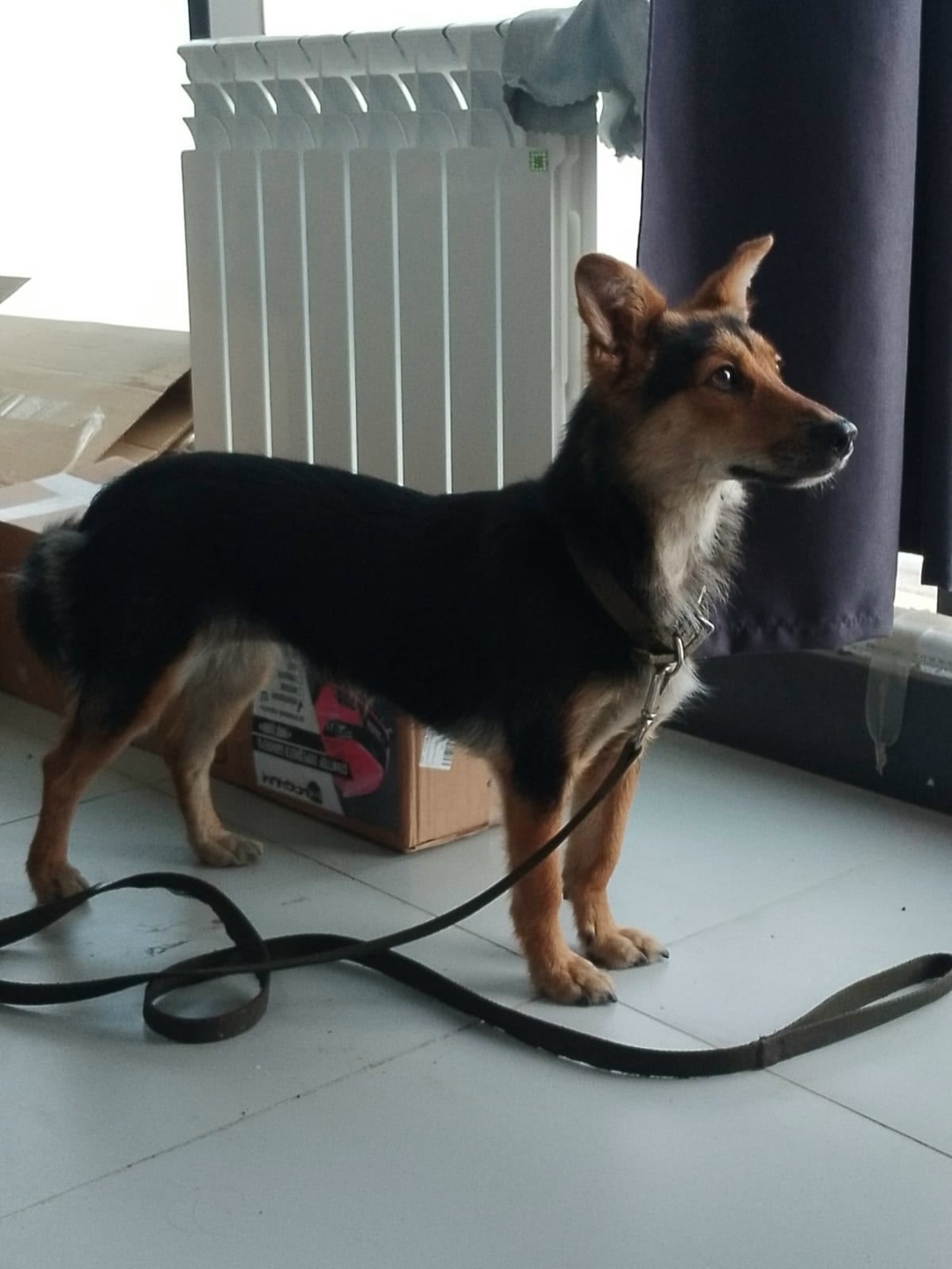 Найдена собака в Кемерове — фото объявления