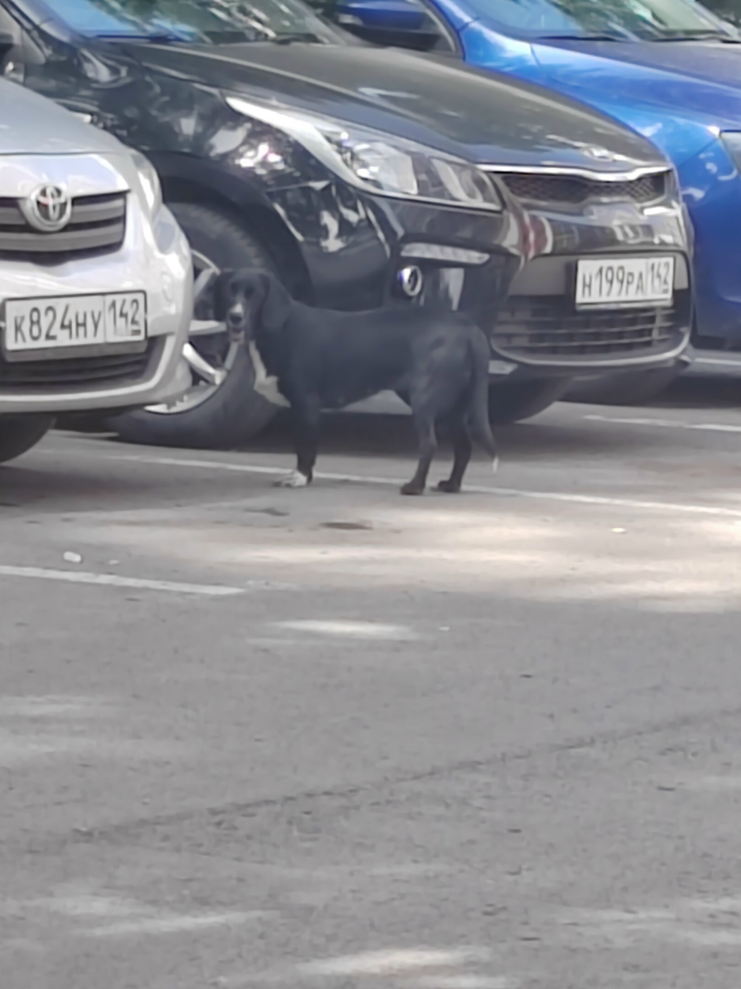 Найдена собака в Кемерове — фото объявления