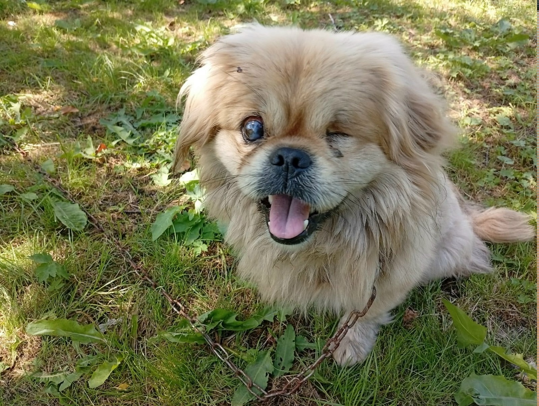 Найдена собака в Кемерове — фото объявления