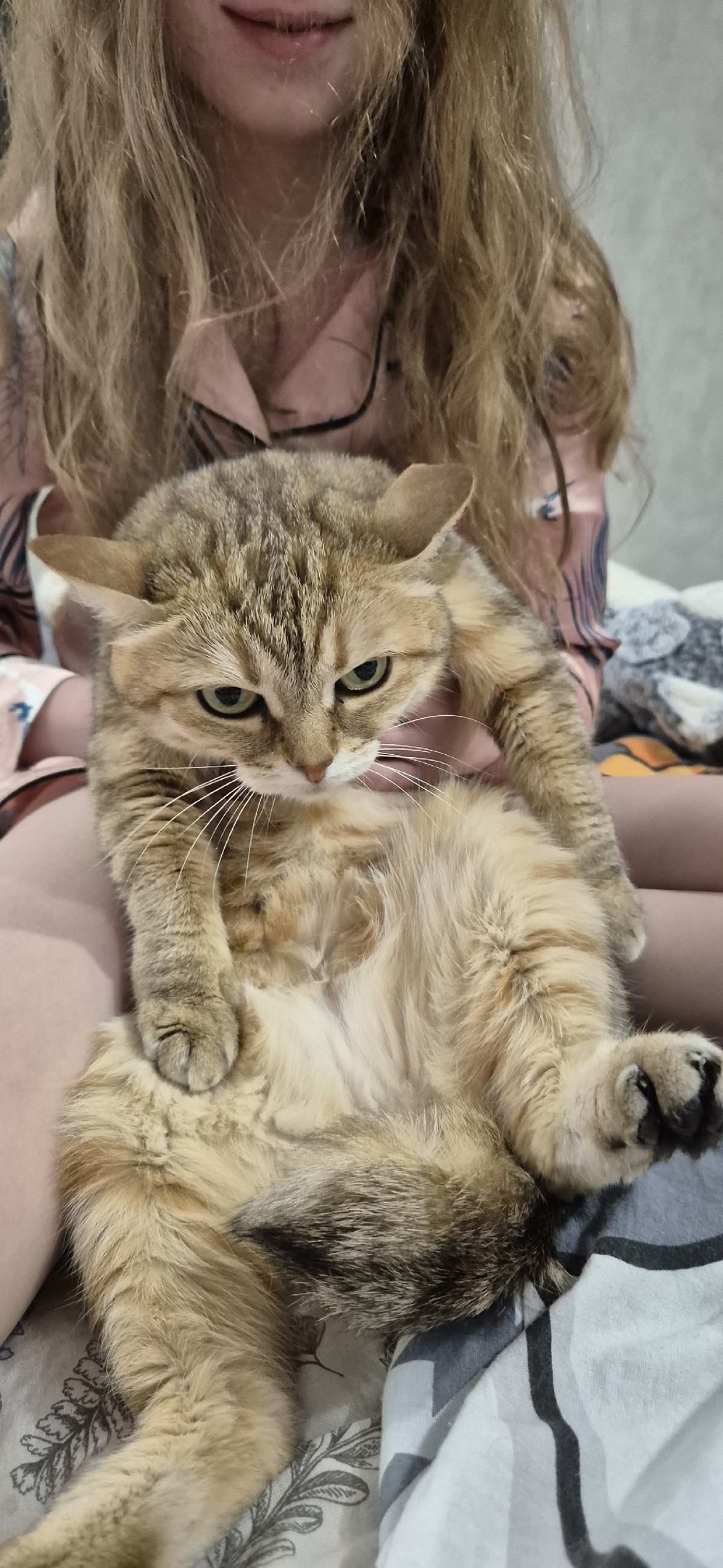 Пропала кошка в Кемерове — фото объявления