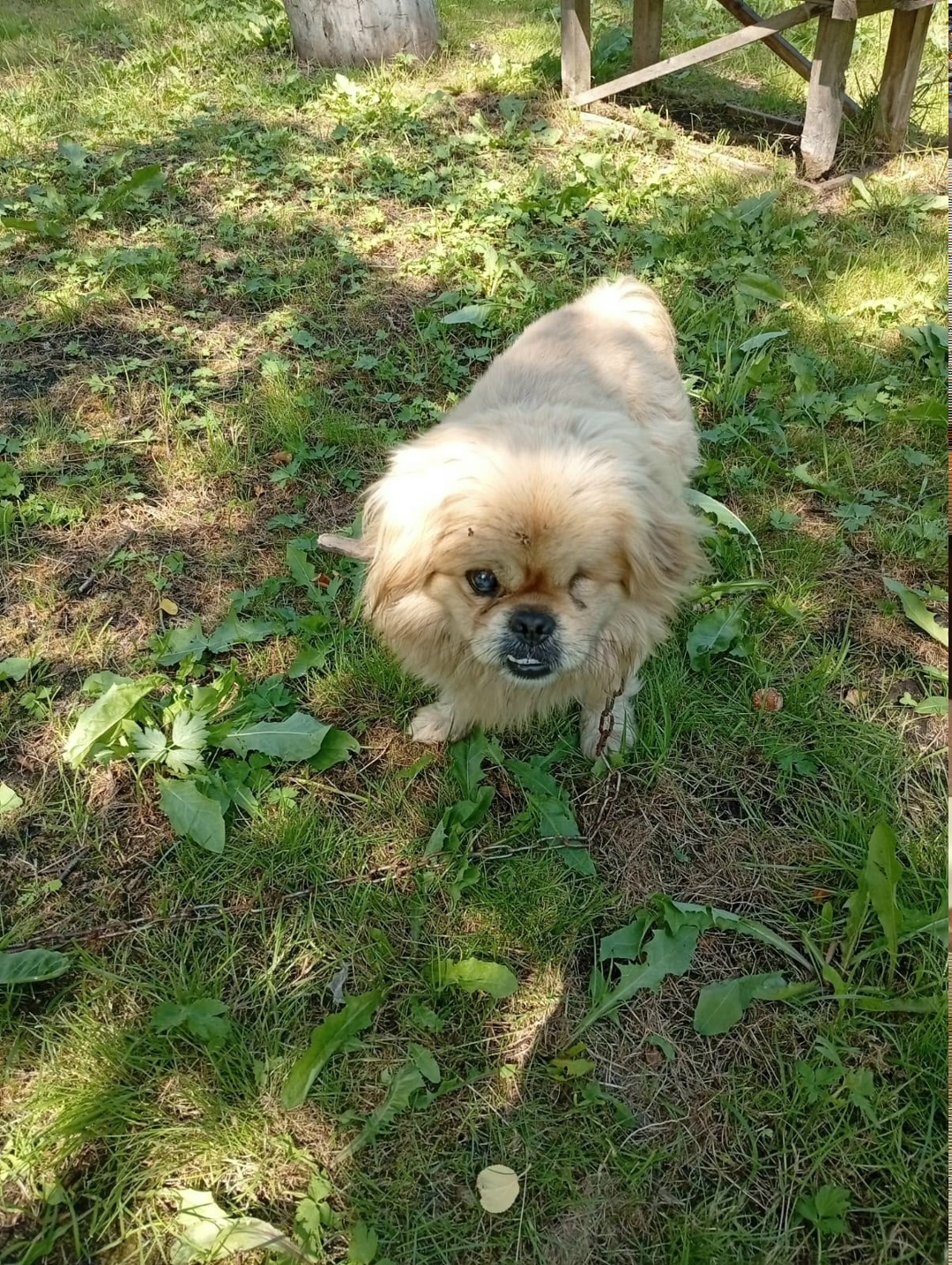 Найдена собака в Кемерове — фото объявления