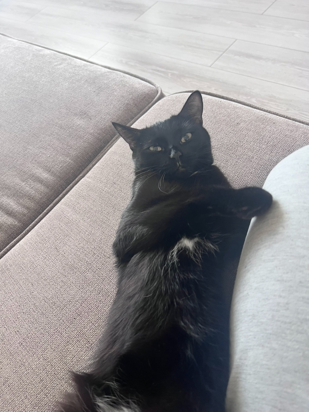 Пропала кошка в Кемерове — фото объявления