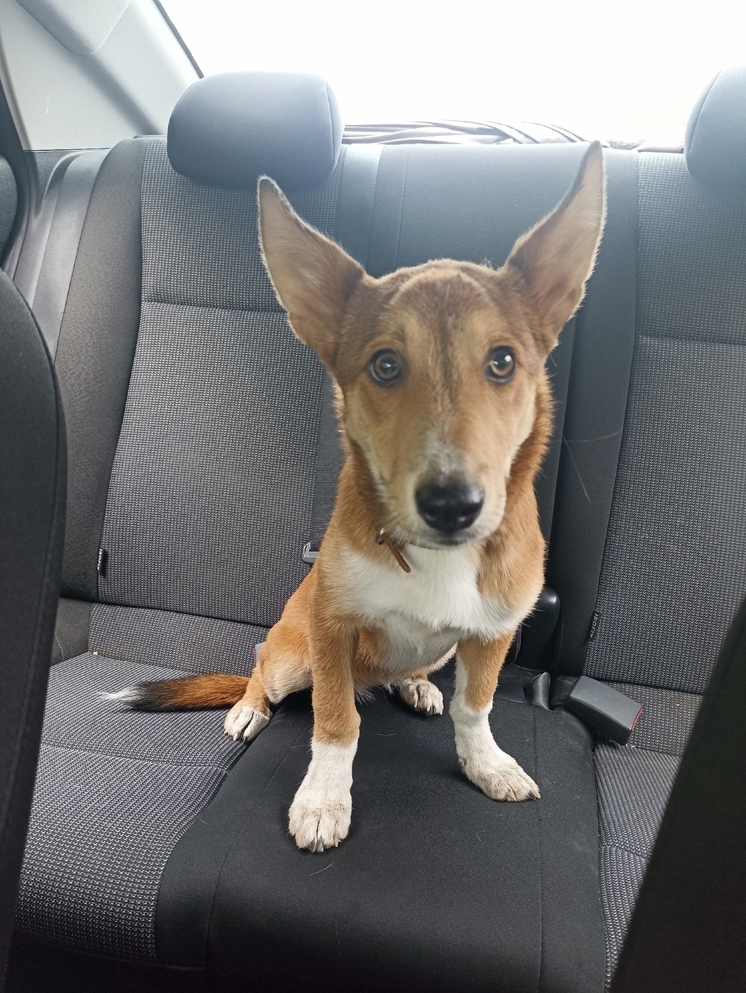 Найдена собака в Кемерове — фото объявления