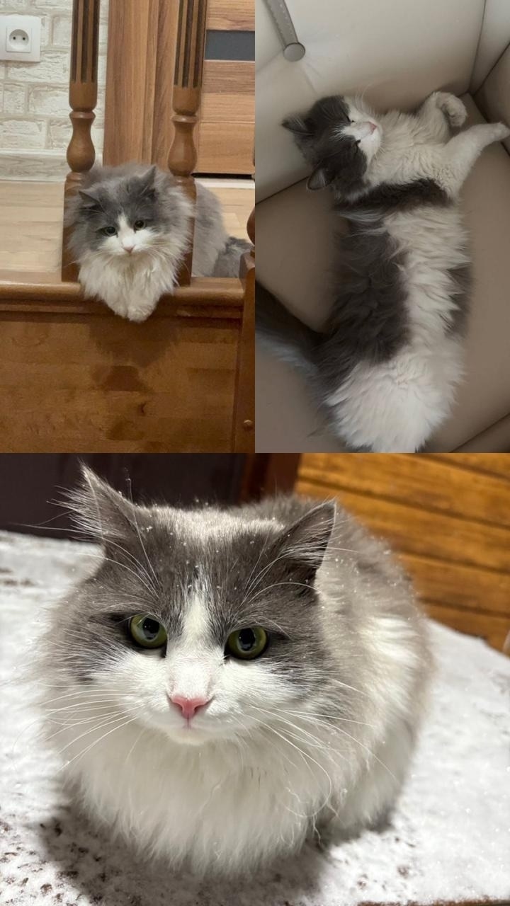 Пропала кошка в Кемерове — фото объявления