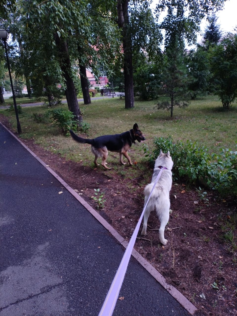 Найдена собака в Кемерове — фото объявления