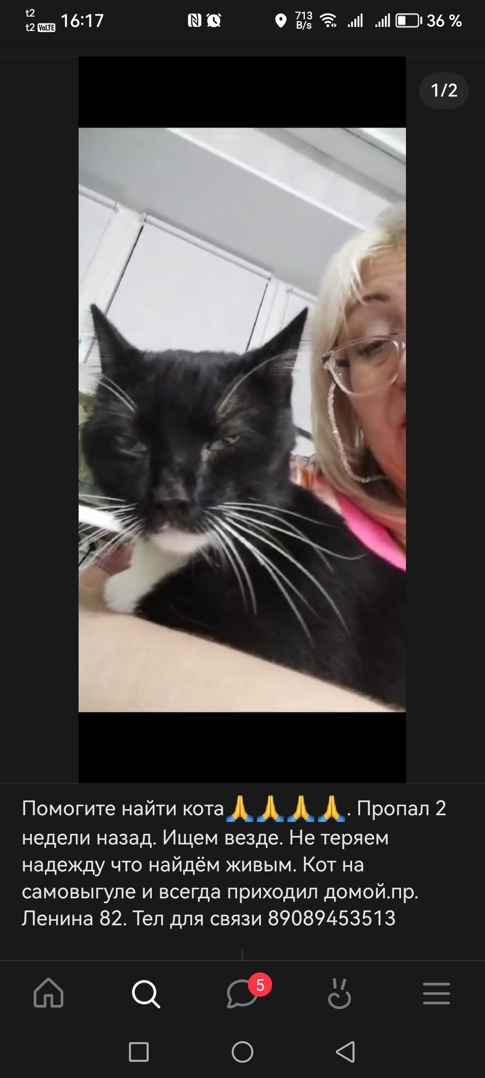 Пропала кошка в Кемерове — фото объявления