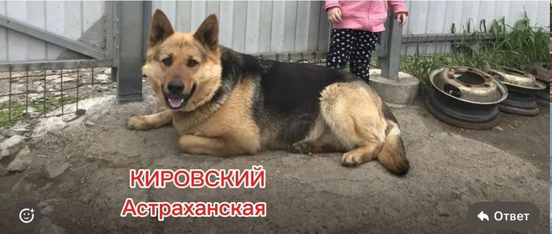 Пропала собака в Кемерове — фото объявления