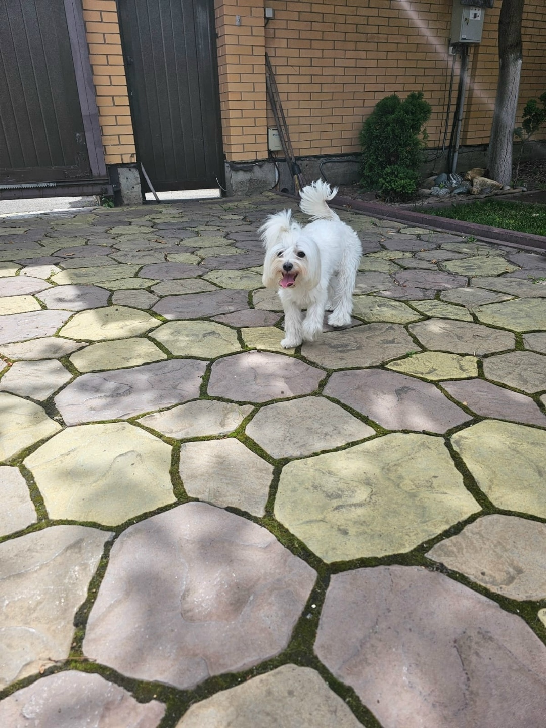 Найдена собака в Кемерове — фото объявления