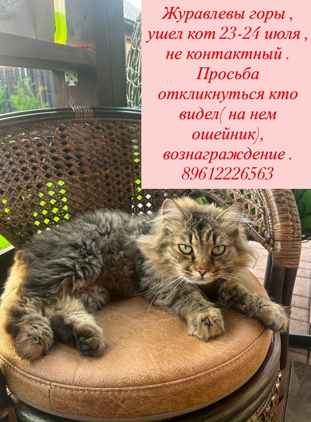 Пропала кошка в Кемерове — фото объявления