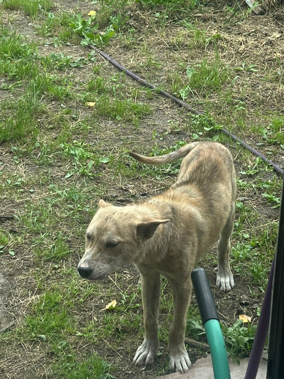 Найдена собака в Кемерове — фото объявления