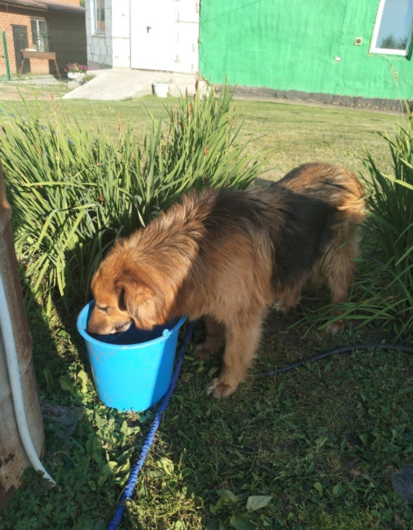 Пропала собака в Кемерове — фото объявления