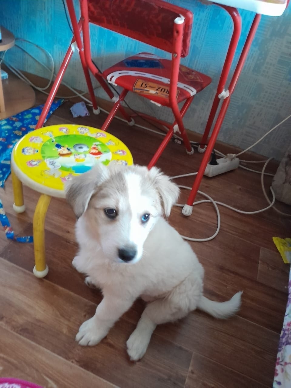 Найдена собака в Кемерове — фото объявления