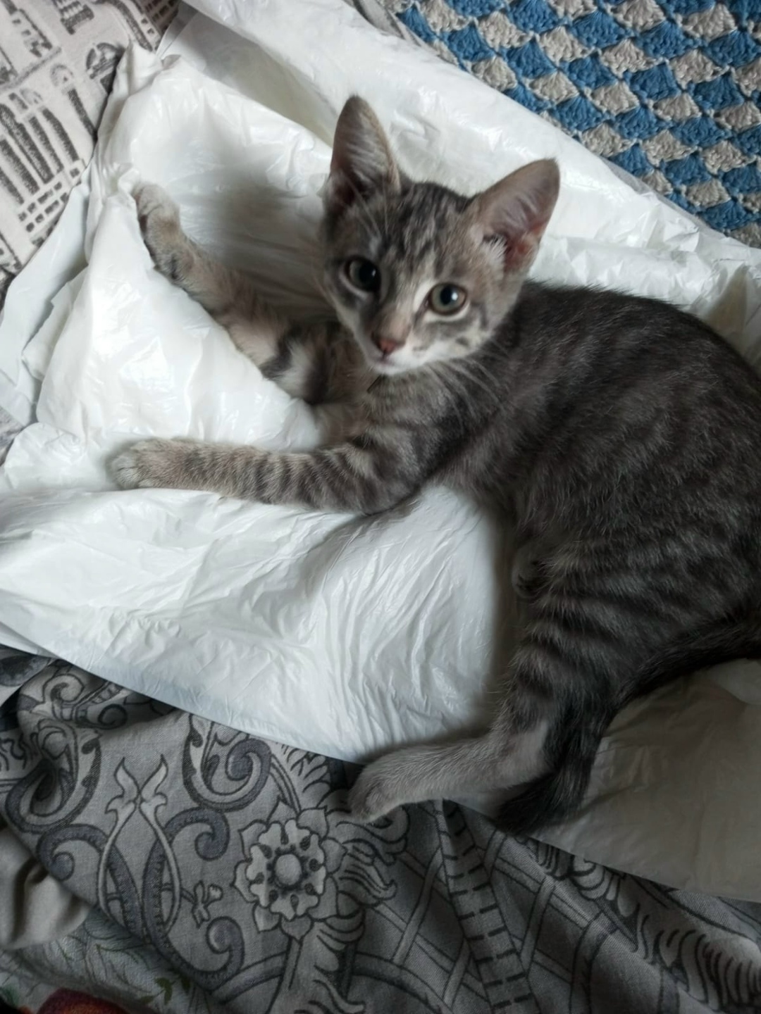 Пропала кошка в Кемерове — фото объявления