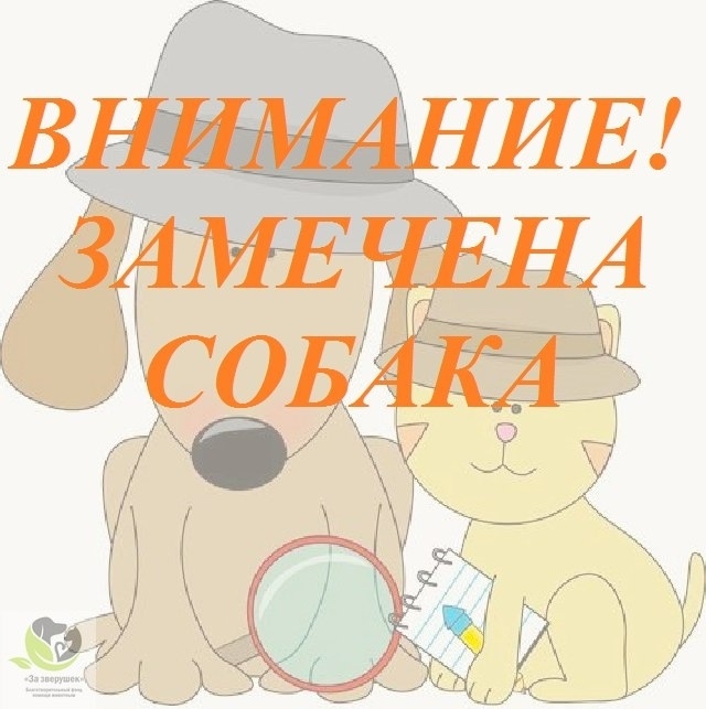 Найдена собака в Кемерове — фото объявления