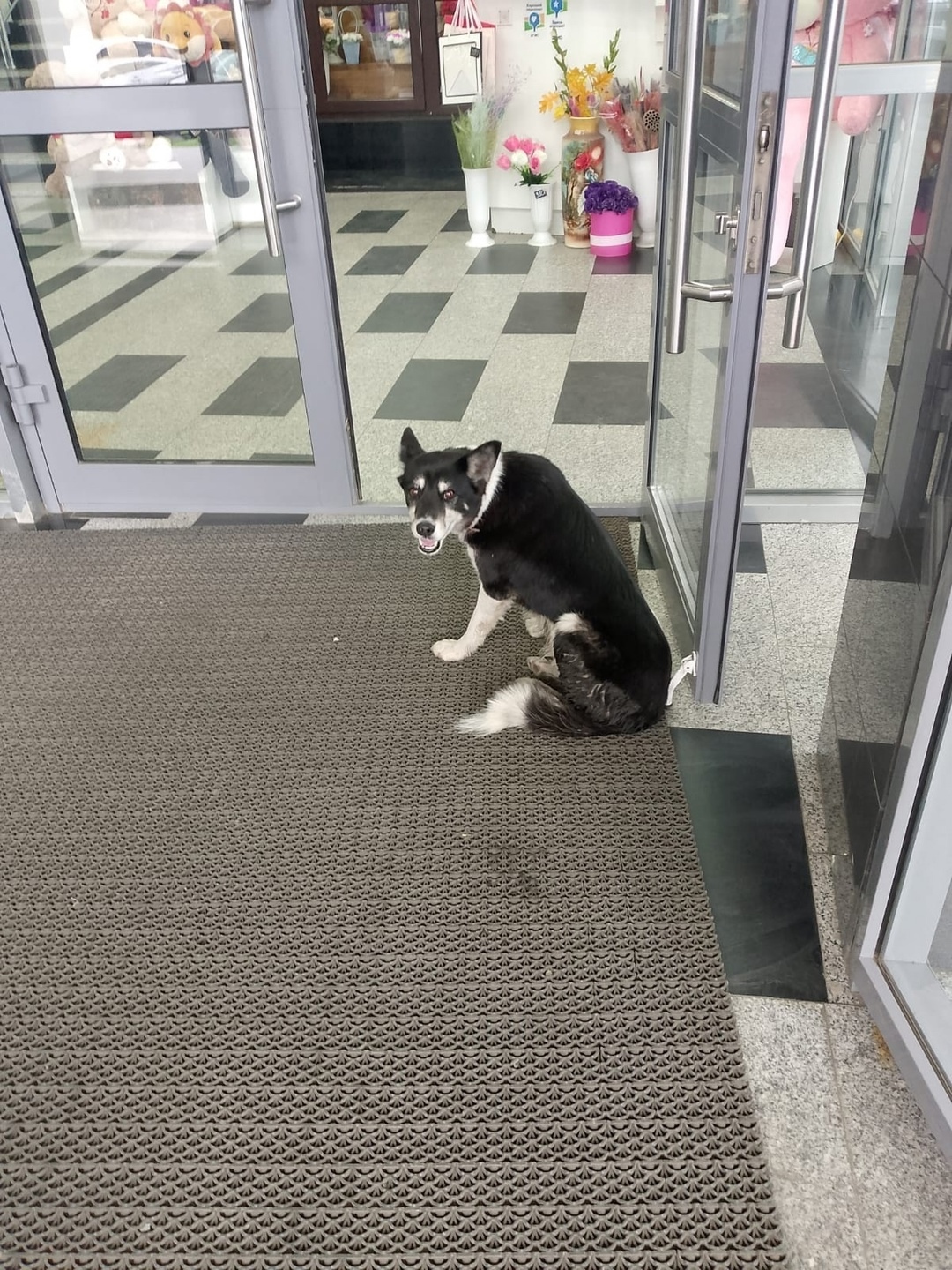 Найдена собака в Кемерове — фото объявления