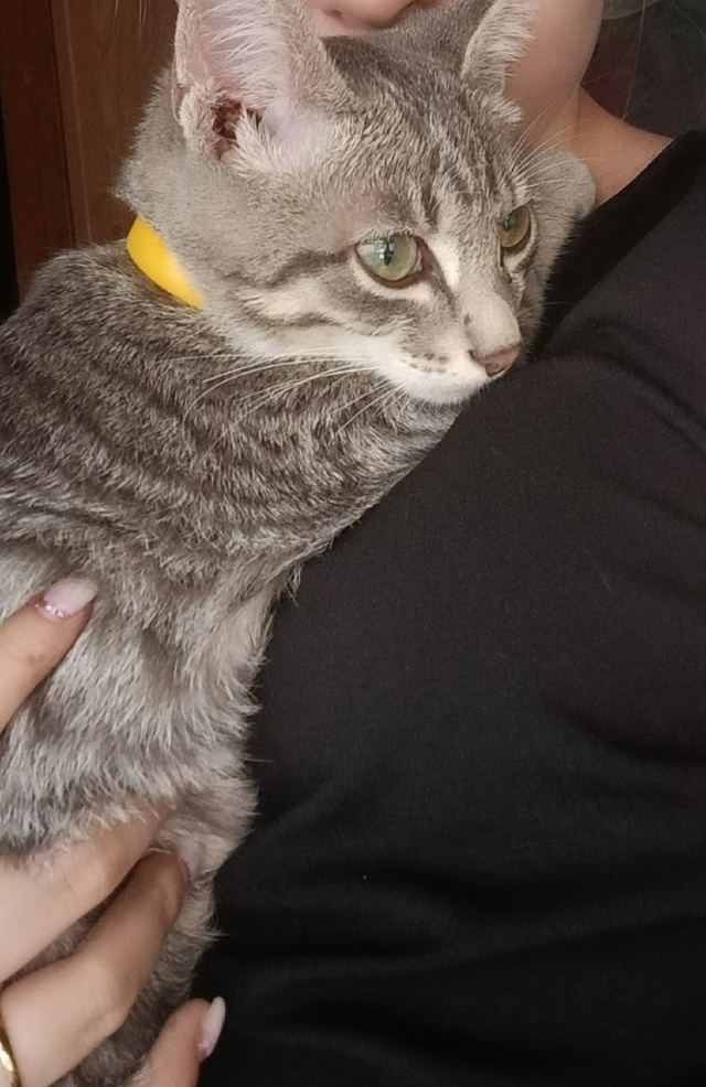 Пропала кошка в Кемерове — фото объявления