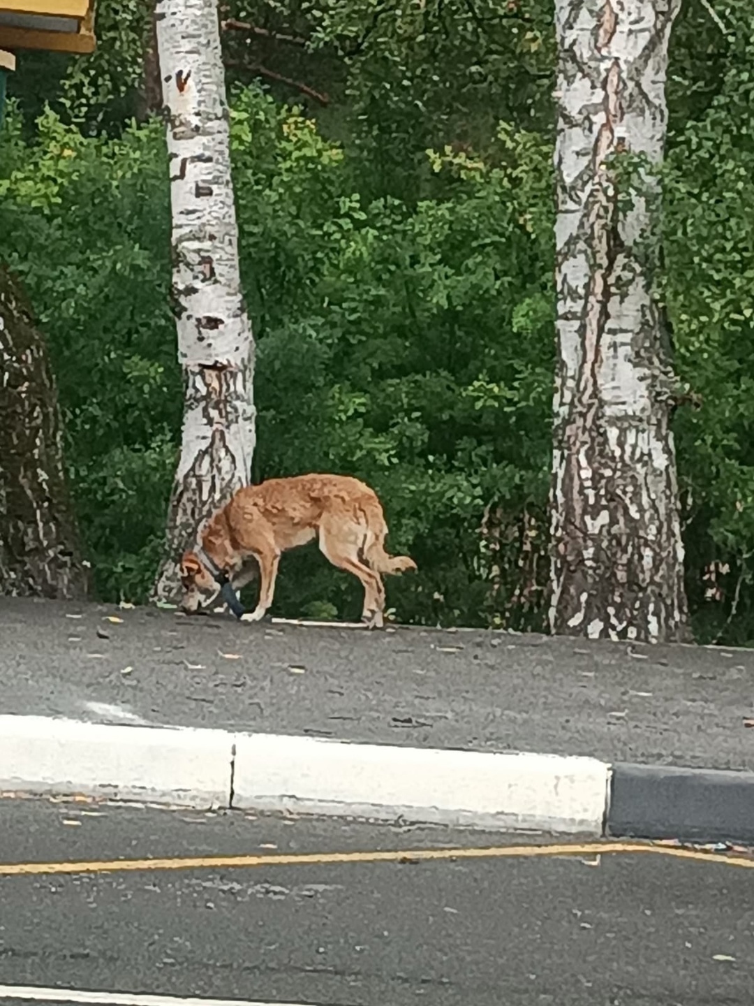 Найдена собака в Кемерове — фото объявления