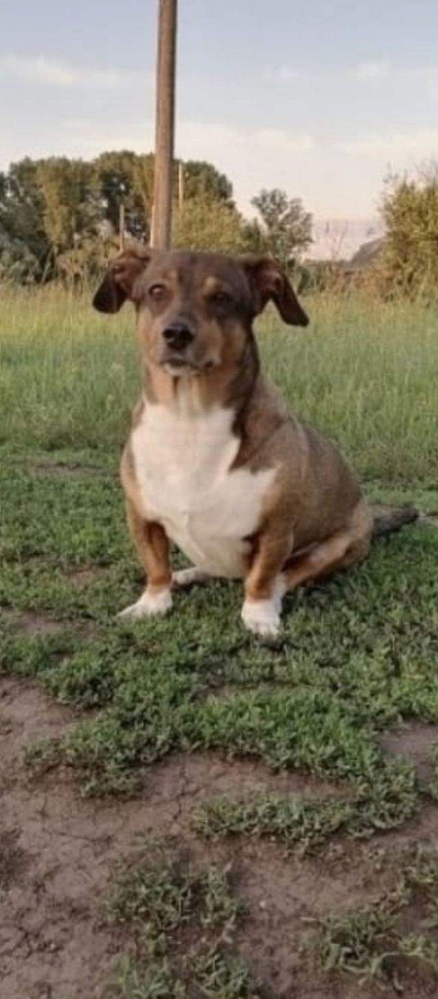 Пропала собака в Кемерове — фото объявления