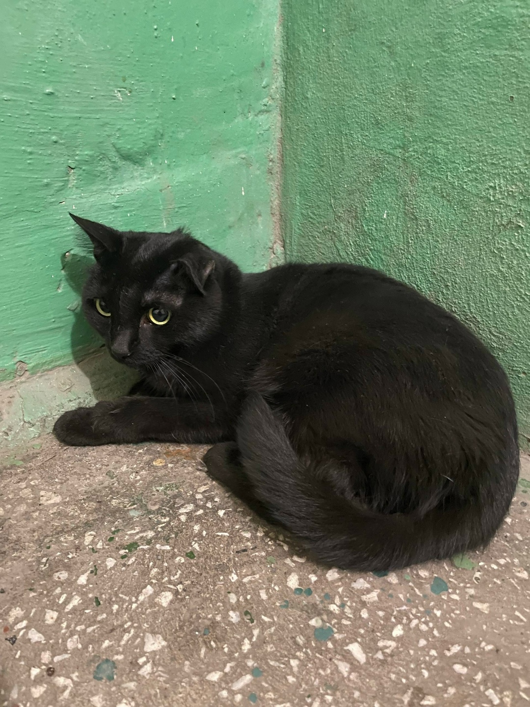 Найдена собака в Кемерове — фото объявления