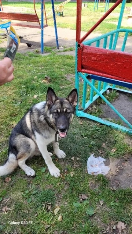 Найдена собака в Кемерове — фото объявления