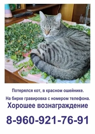 Пропала кошка в Кемерове — фото объявления