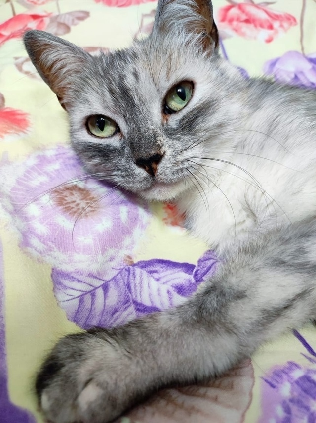 Пропала кошка в Кемерове — фото объявления