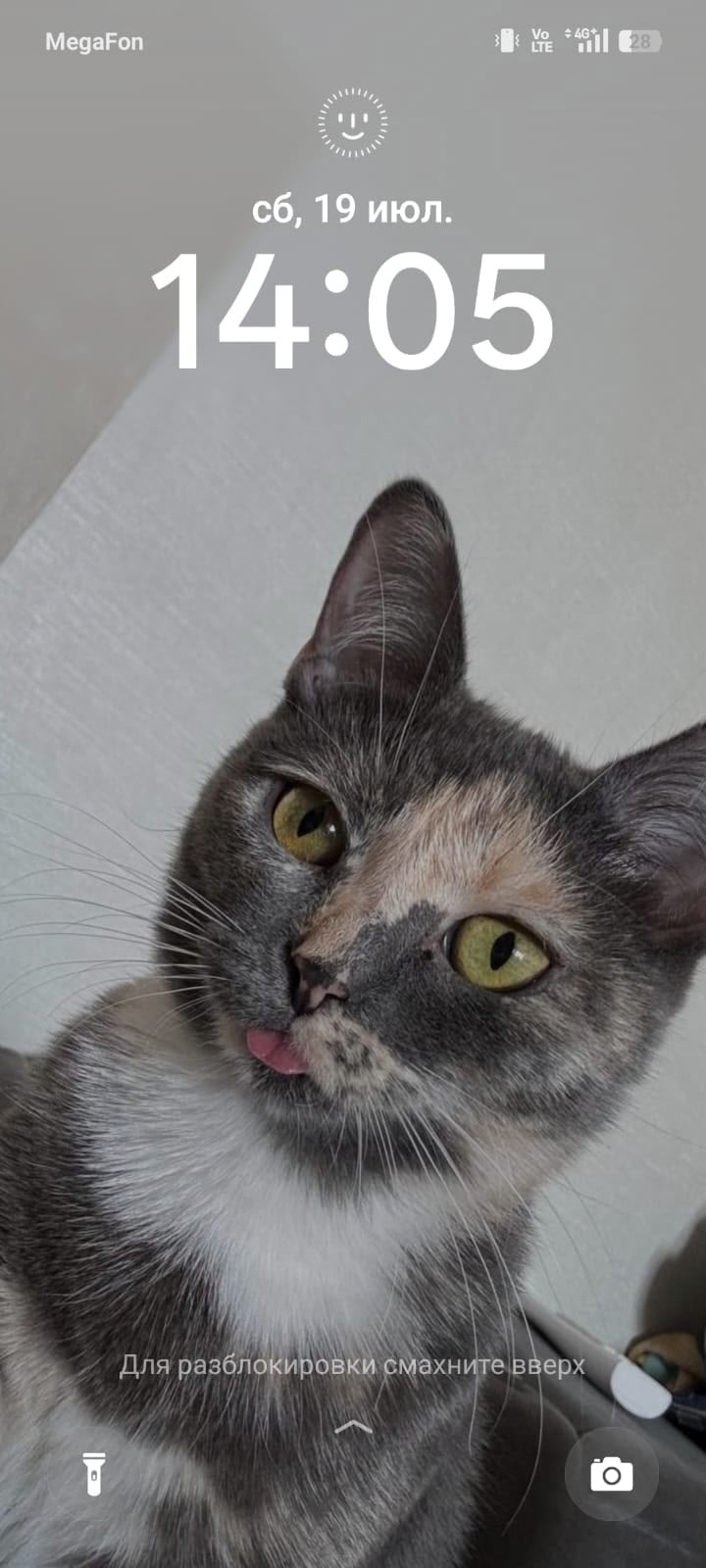 Пропала кошка в Кемерове — фото объявления