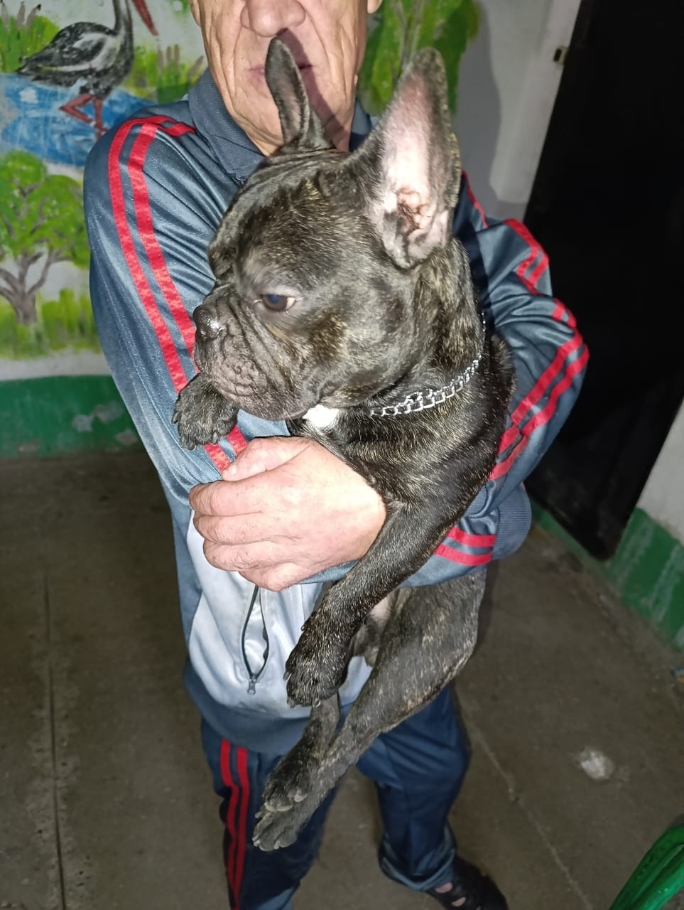 Найдена собака в Кемерове — фото объявления