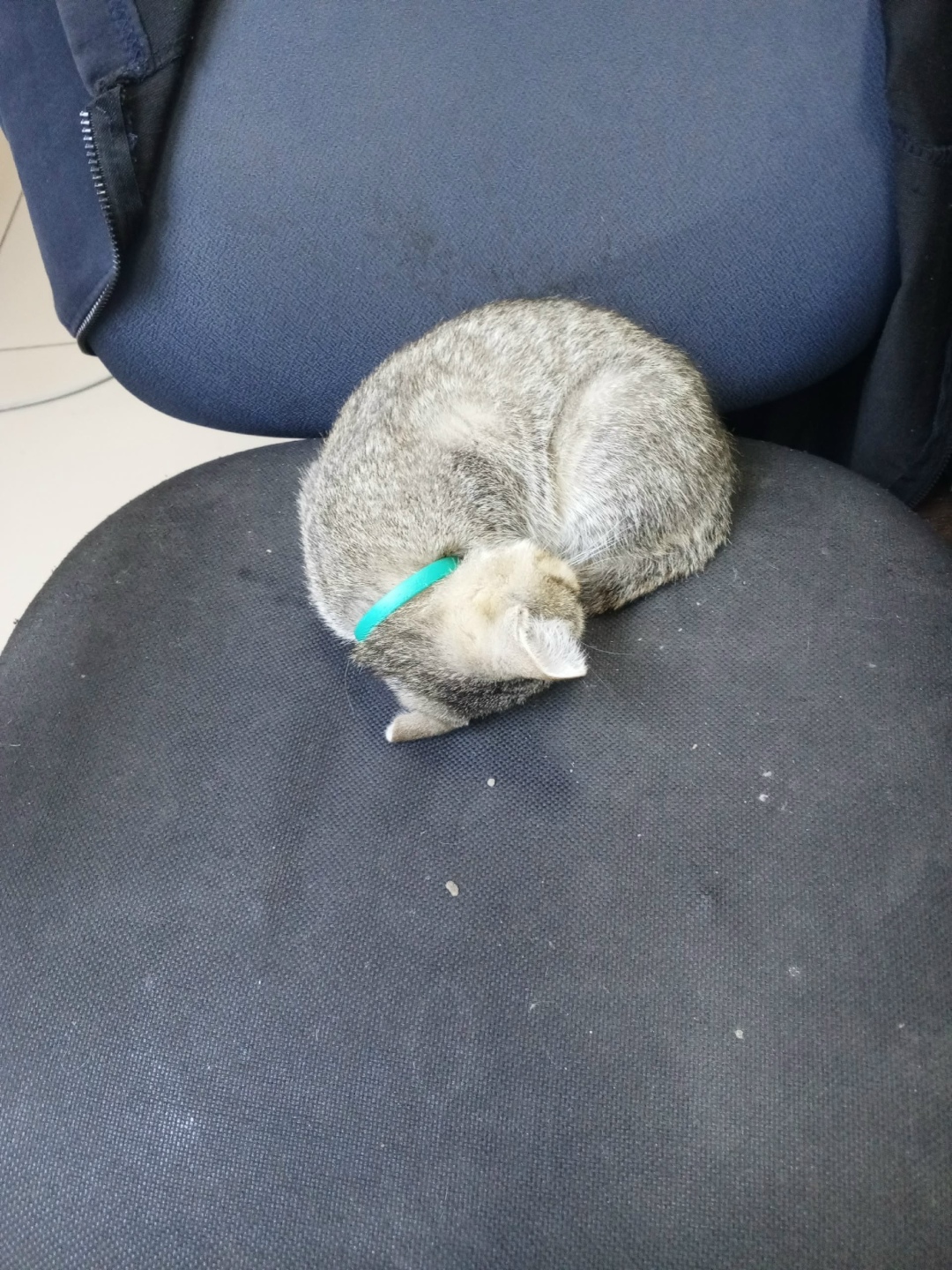 Найдена кошка в Кемерове — фото объявления