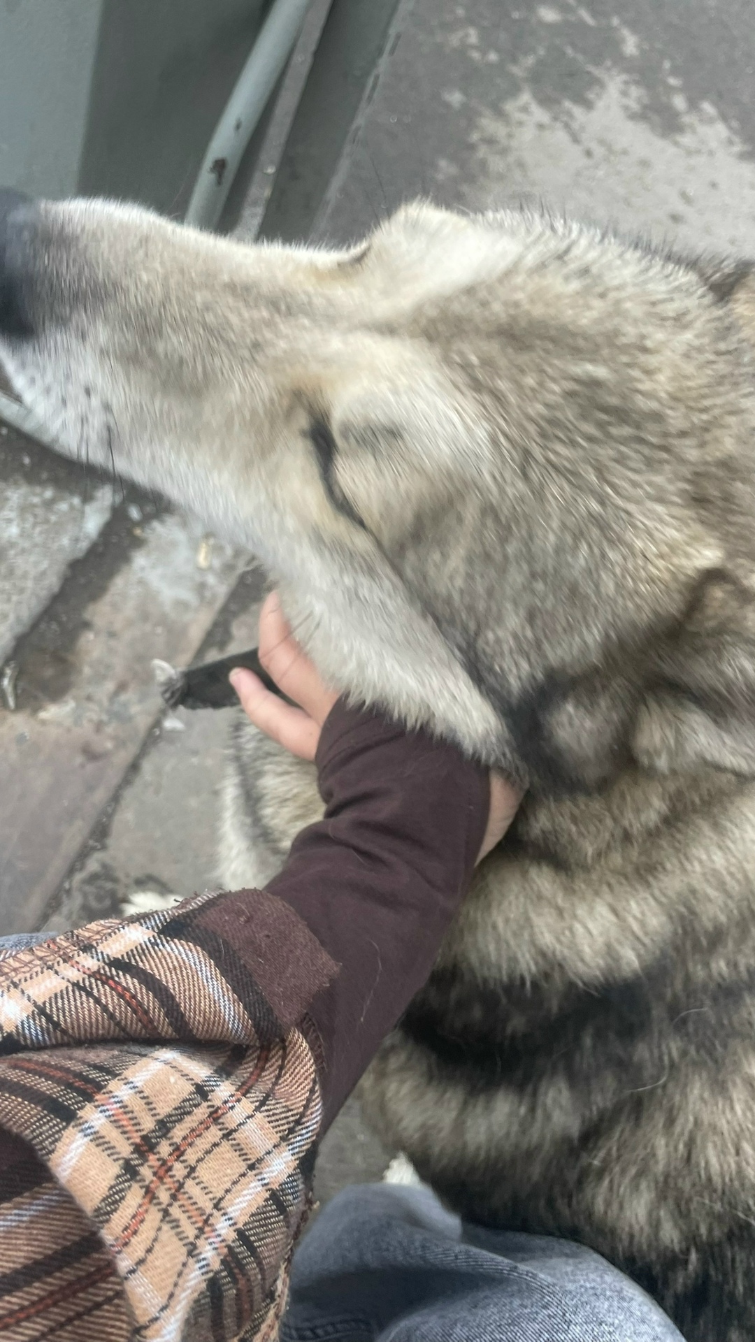 Пропала собака в Кемерове — фото объявления