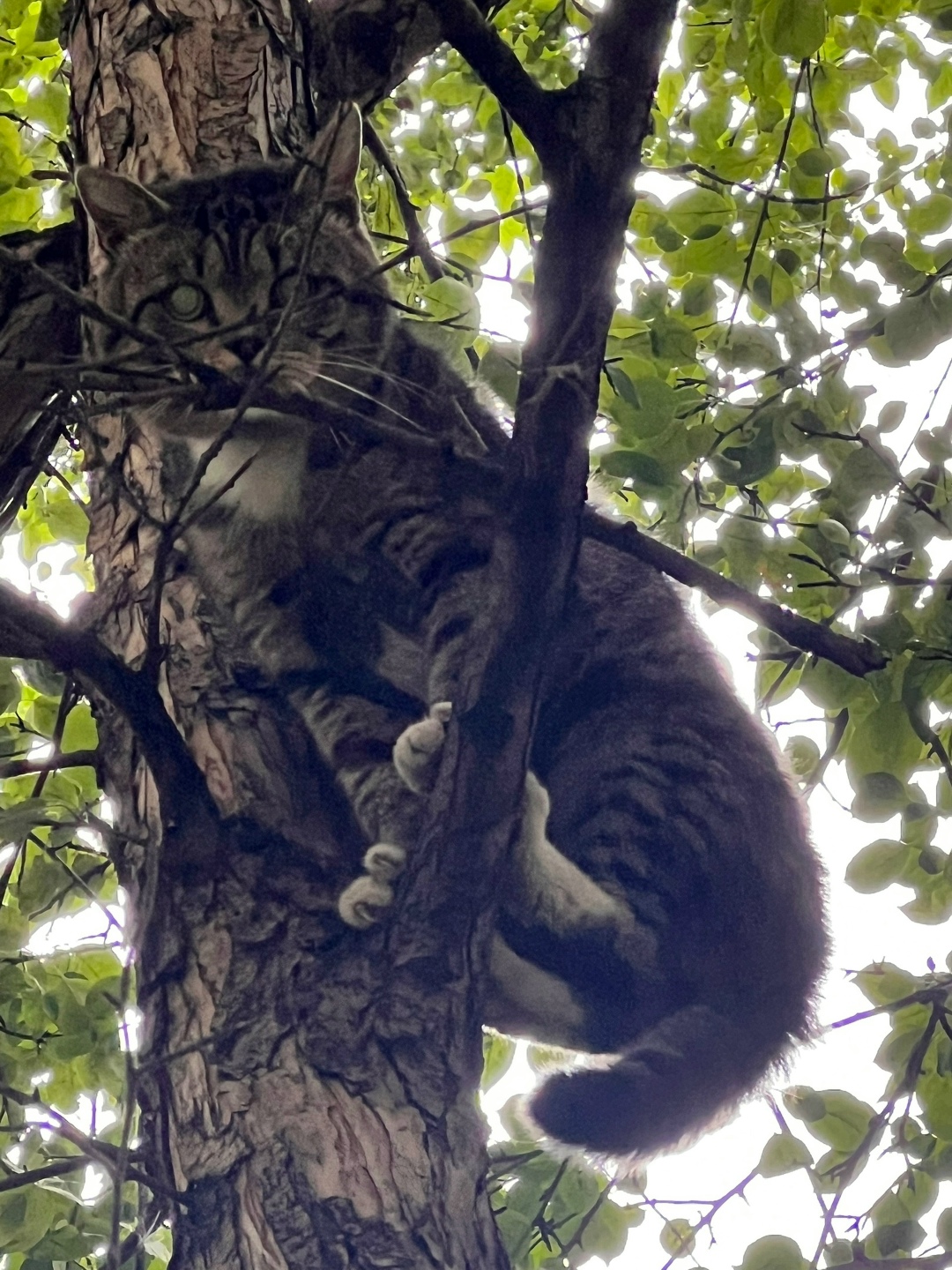 Найдена кошка в Кемерове — фото объявления