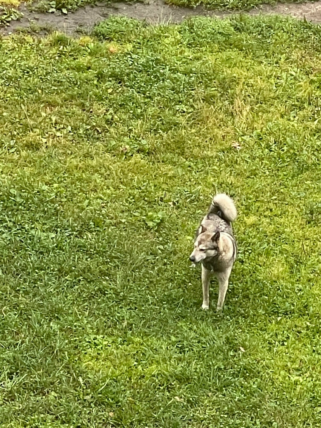 Найдена собака в Кемерове — фото объявления
