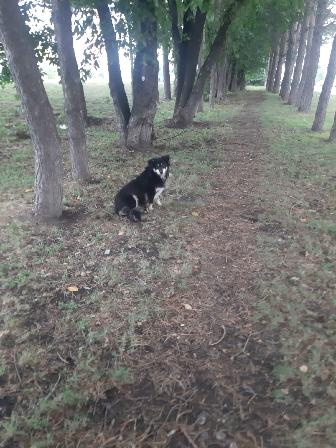 Найдена собака в Кемерове — фото объявления