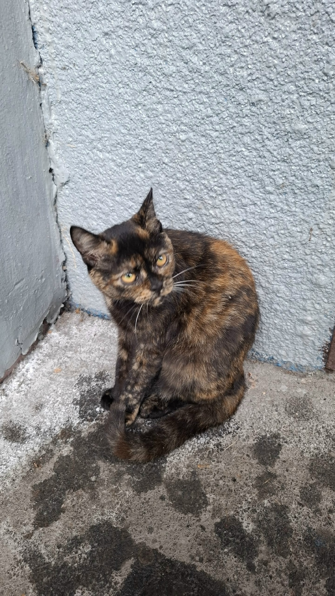 Найдена кошка в Кемерове — фото объявления