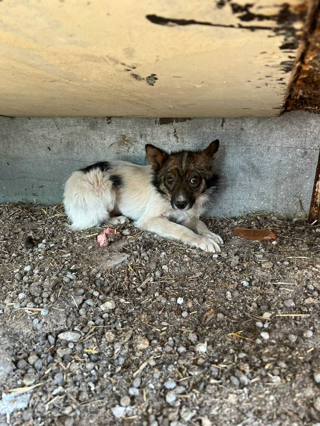 Пропала собака в Кемерове — фото объявления