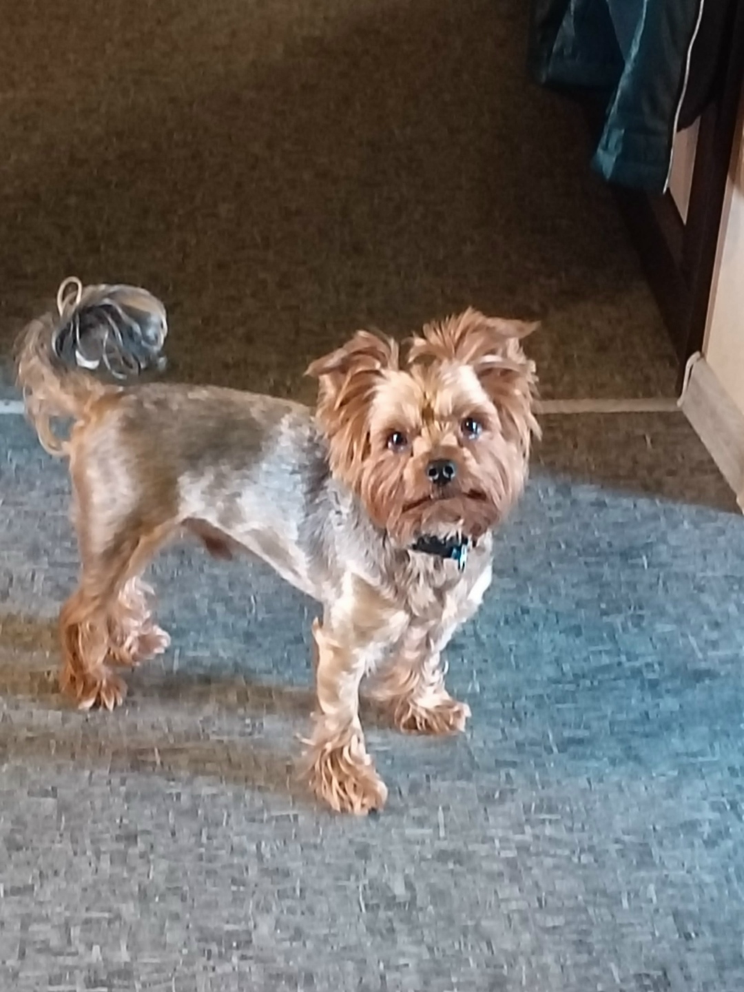 Пропала собака в Кемерове — фото объявления