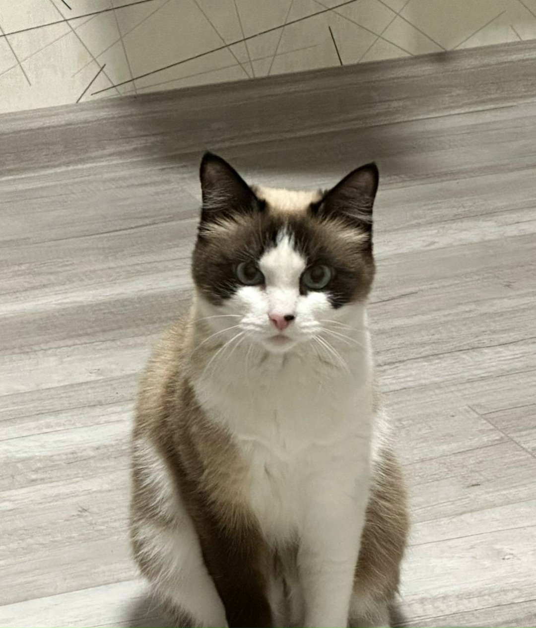 Найдена кошка в Кемерове — фото объявления