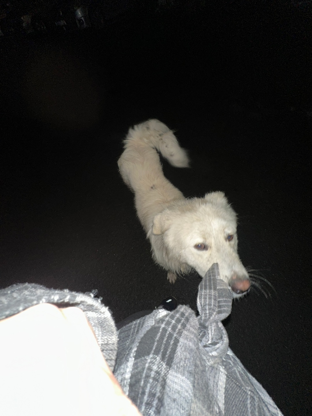 Найдена собака в Кемерове — фото объявления