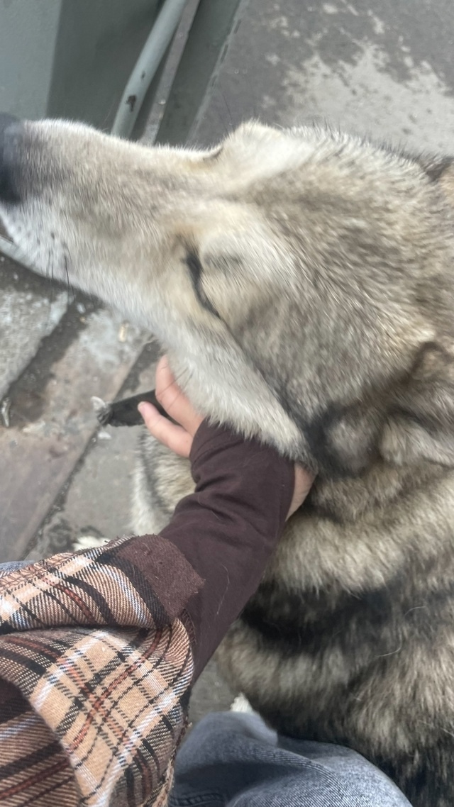 Найдена собака в Кемерове — фото объявления