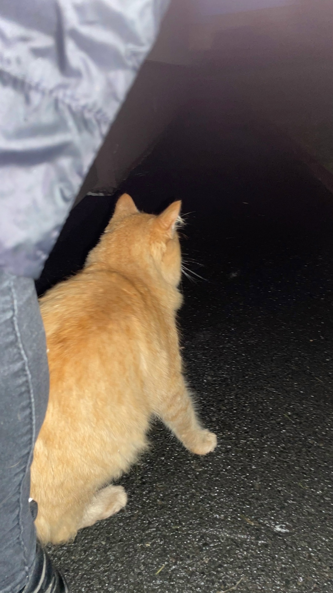 Найдена собака в Кемерове — фото объявления