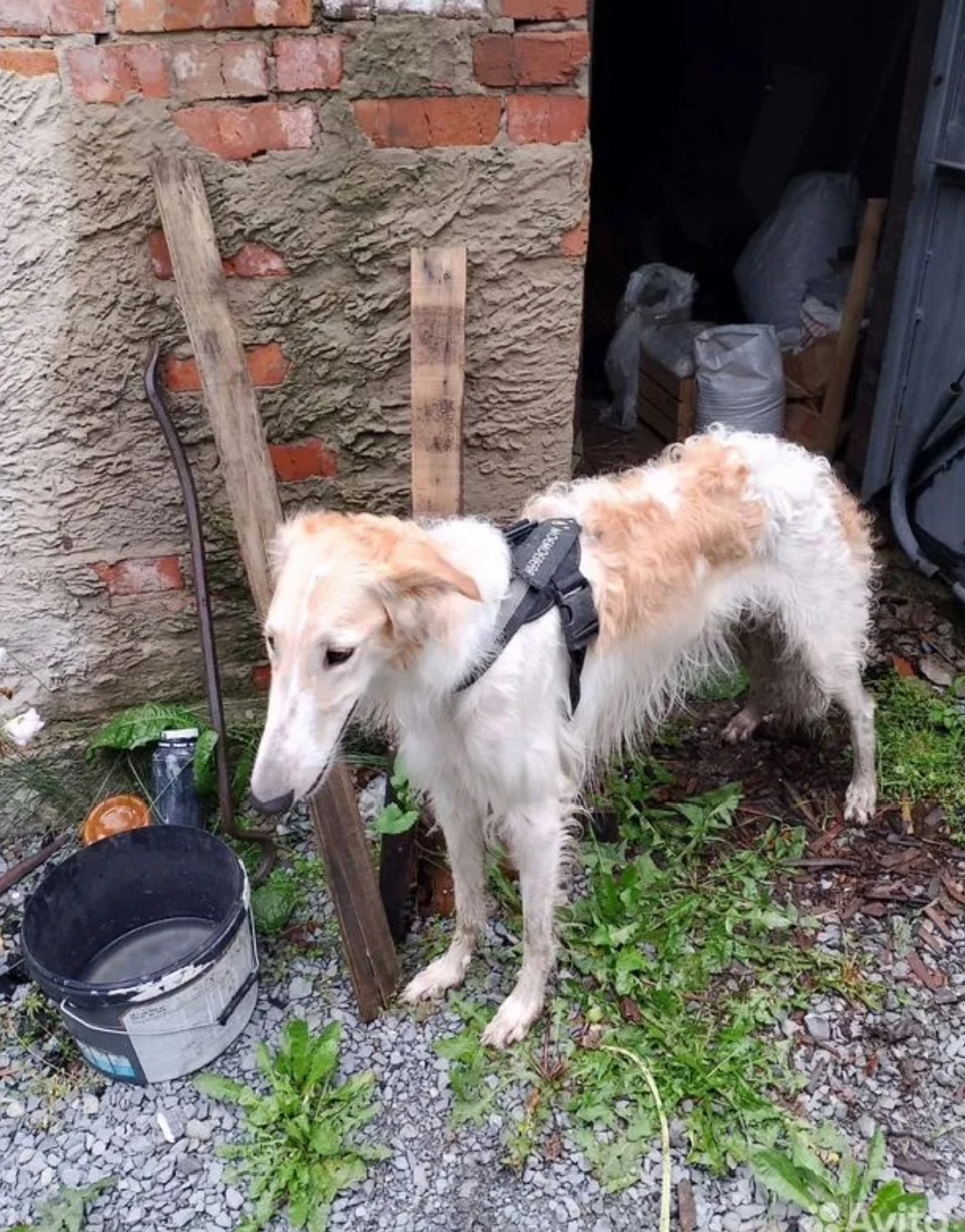 Найдена собака в Кемерове — фото объявления