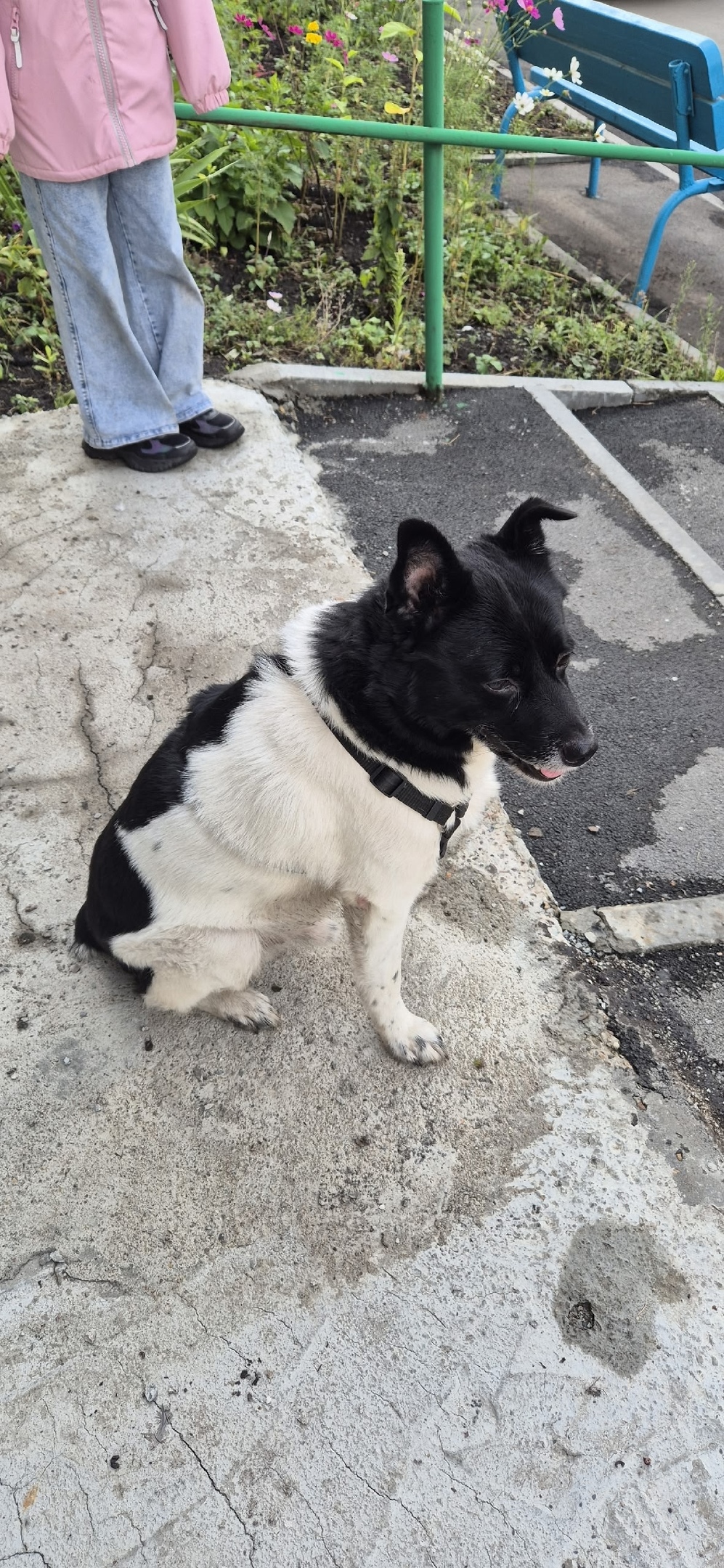 Найдена собака в Кемерове — фото объявления