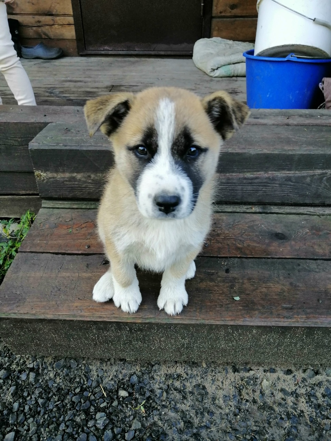 Найдена собака в Кемерове — фото объявления