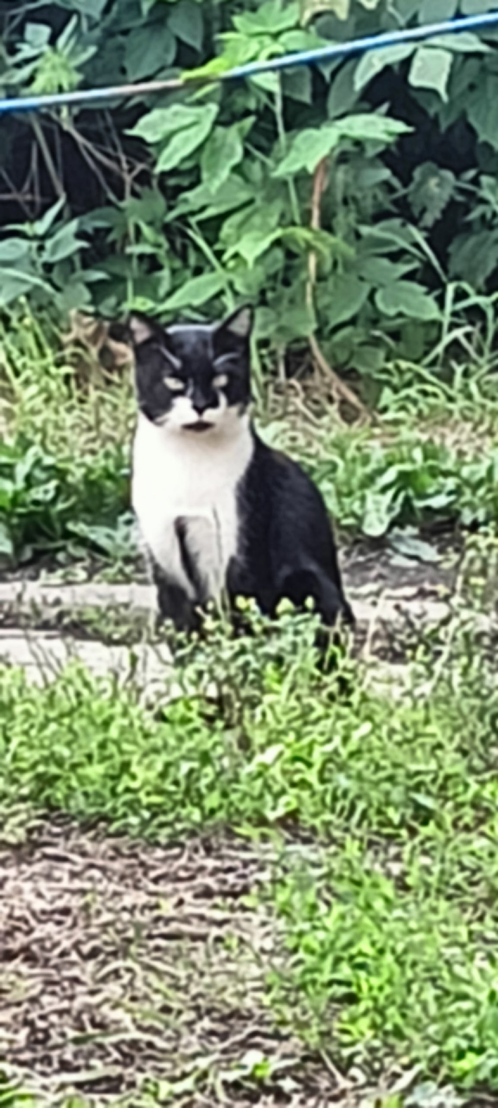 Пропала кошка в Кемерове — фото объявления