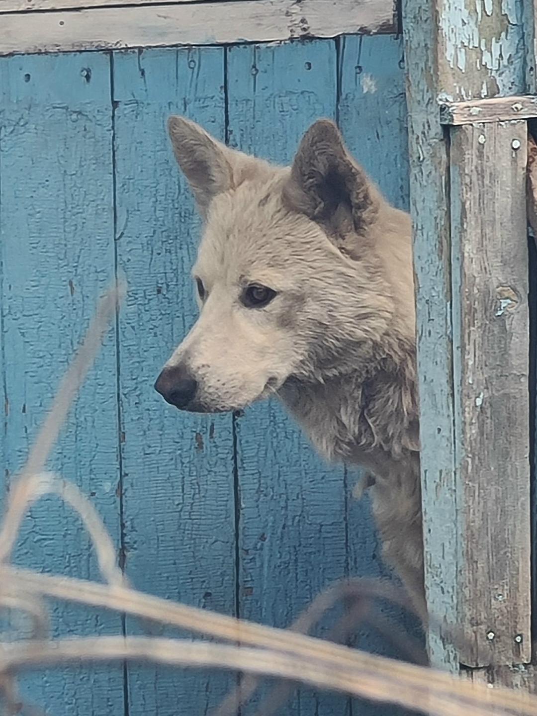 Пропала собака в Кемерове — фото объявления