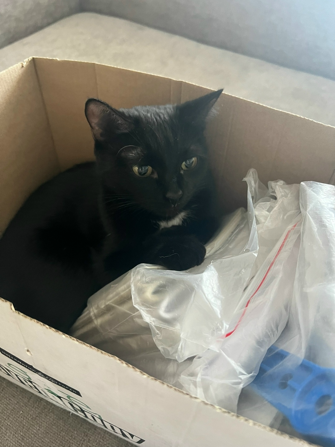 Пропала кошка в Кемерове — фото объявления