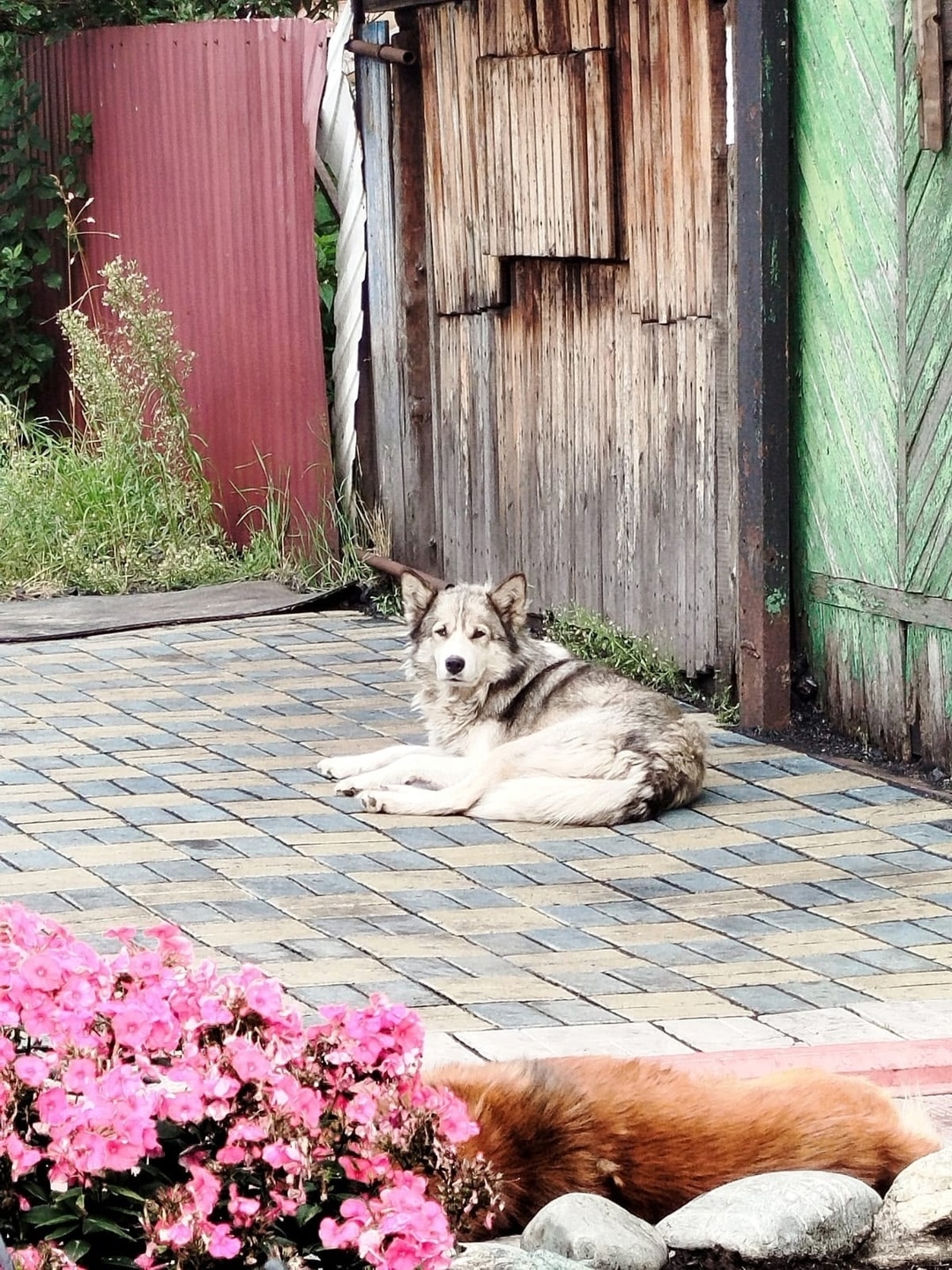 Найдена собака в Кемерове — фото объявления